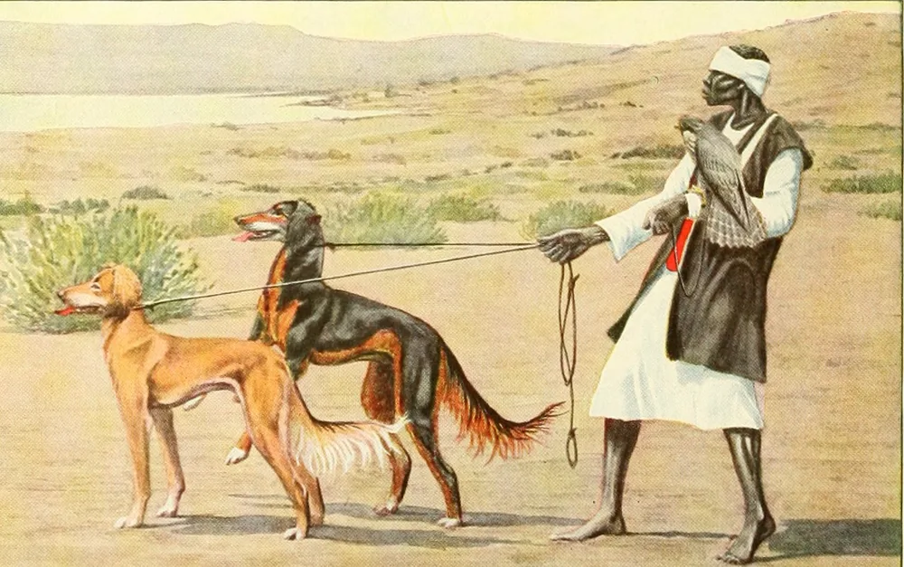 1919 painting of feathered sighthounds with a handler in Arab dress in the desert