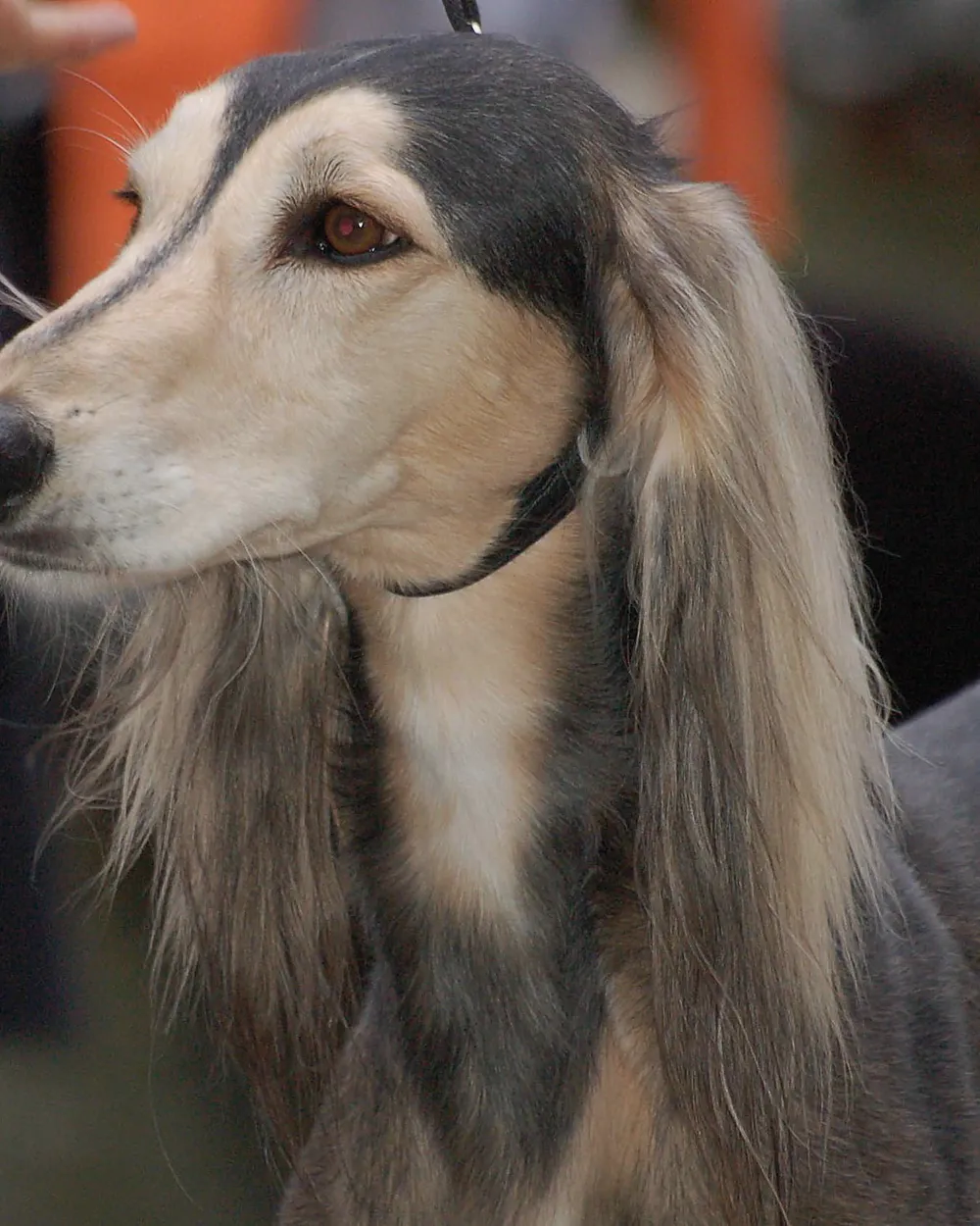 Head of a cream Saluki with long feathering on its ears