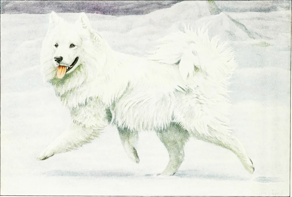 1919 painting of a white Samoyed in the snow
