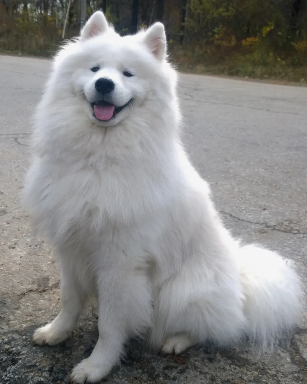 A white Samoyed sitting with its characteristic 'smile'