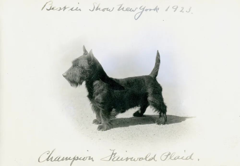 1923 photograph of the black Scottish Terrier Champion Fairwold Plaid standing in profile