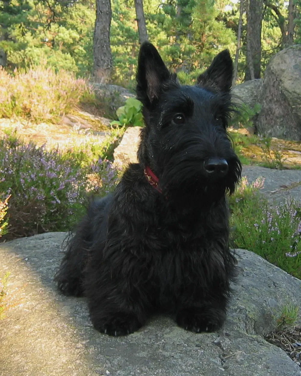 A black Scottish Terrier sitting on a rock, showing its long head, beard and erect ears