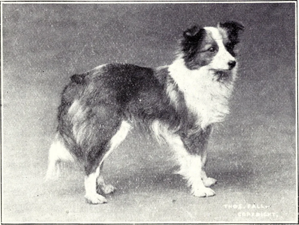 1915 photograph of an early Shetland Sheepdog in profile