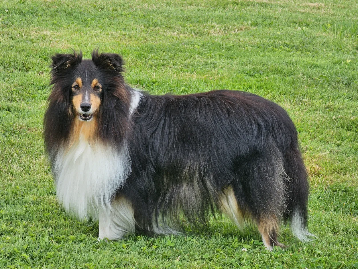 An adult tricolour Shetland Sheepdog bitch standing on grass, with tipped ears, a wedge-shaped head and a full mane