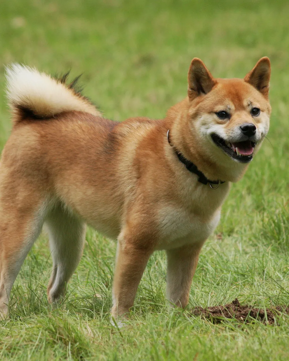 A red Shiba Inu standing on grass with its curled tail raised