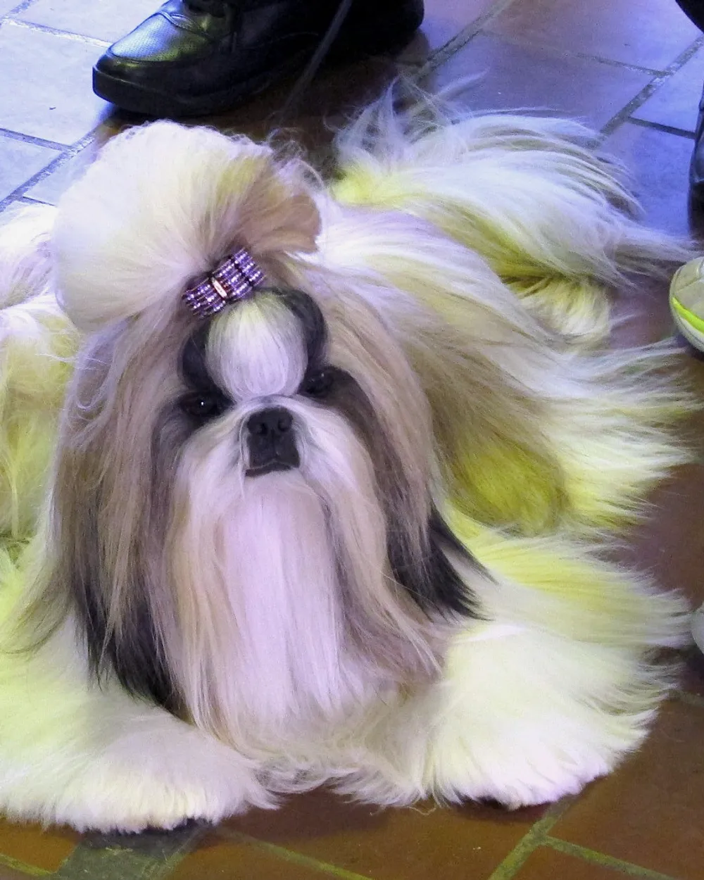 A Shih Tzu in full show coat with a topknot