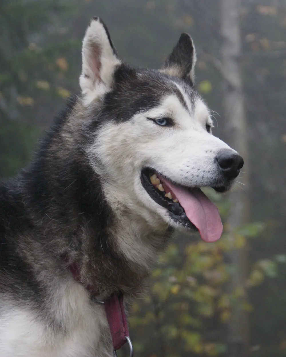 一只成年黑白色西伯利亚雪橇犬“Ivan”，双耳竖立，摄于秋天的树林