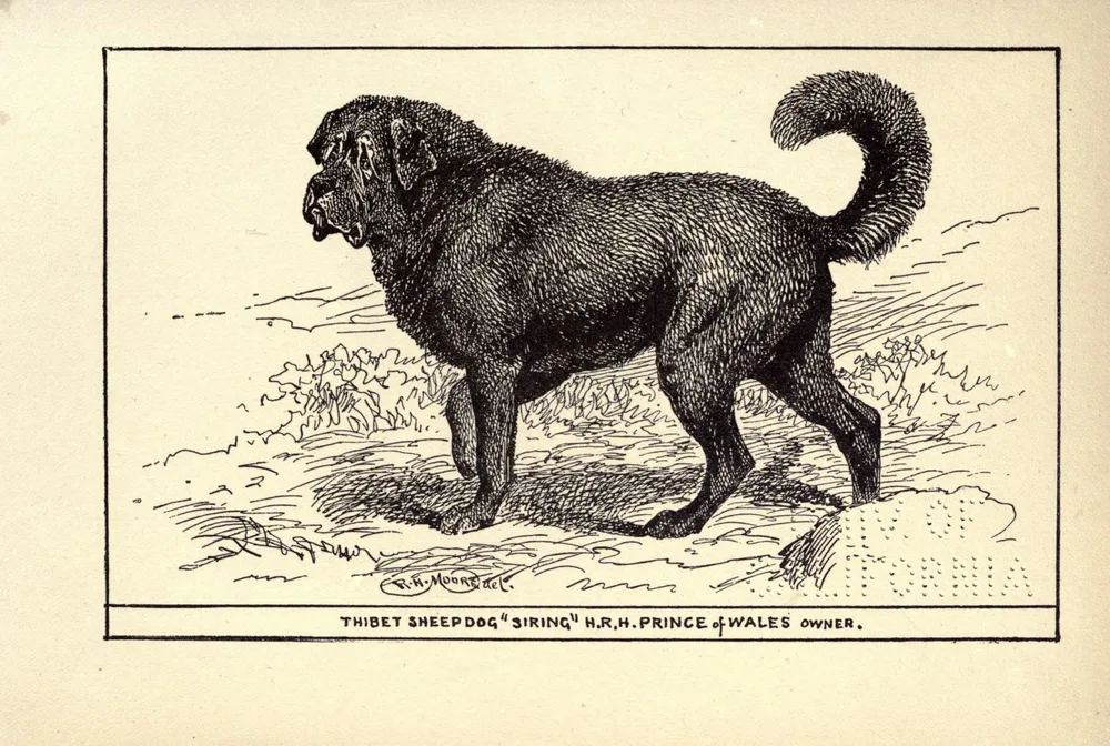Victorian-era drawing of a large black Tibetan dog labelled 'Thibet Sheepdog Siring', owned by the Prince of Wales