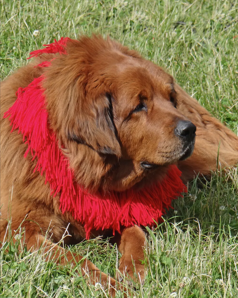 A red Tibetan Mastiff with a heavy mane lying on grass, wearing a red scarf