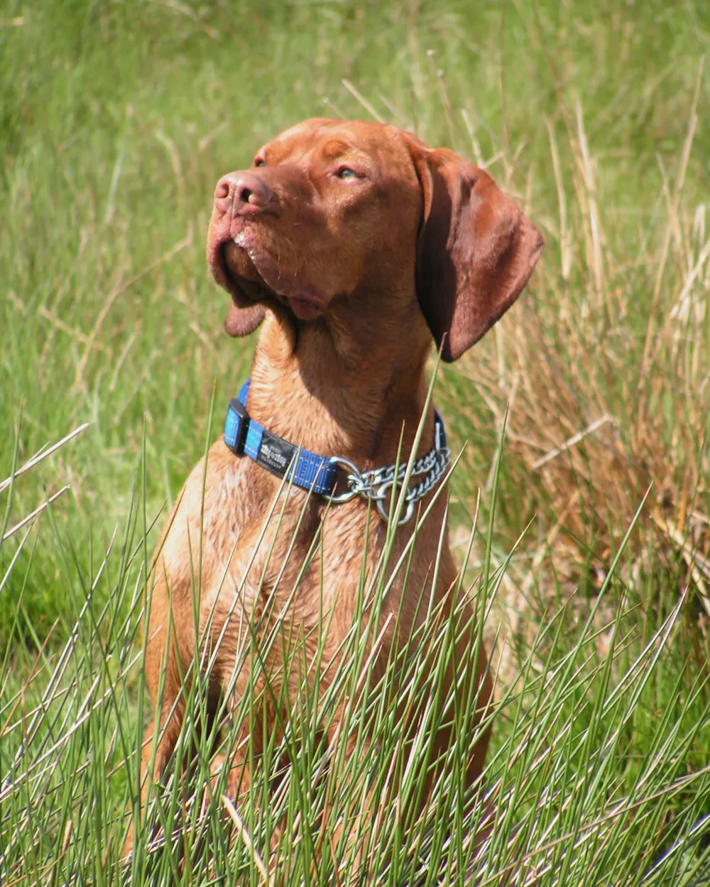 A golden-rust Vizsla standing in long grass, looking up