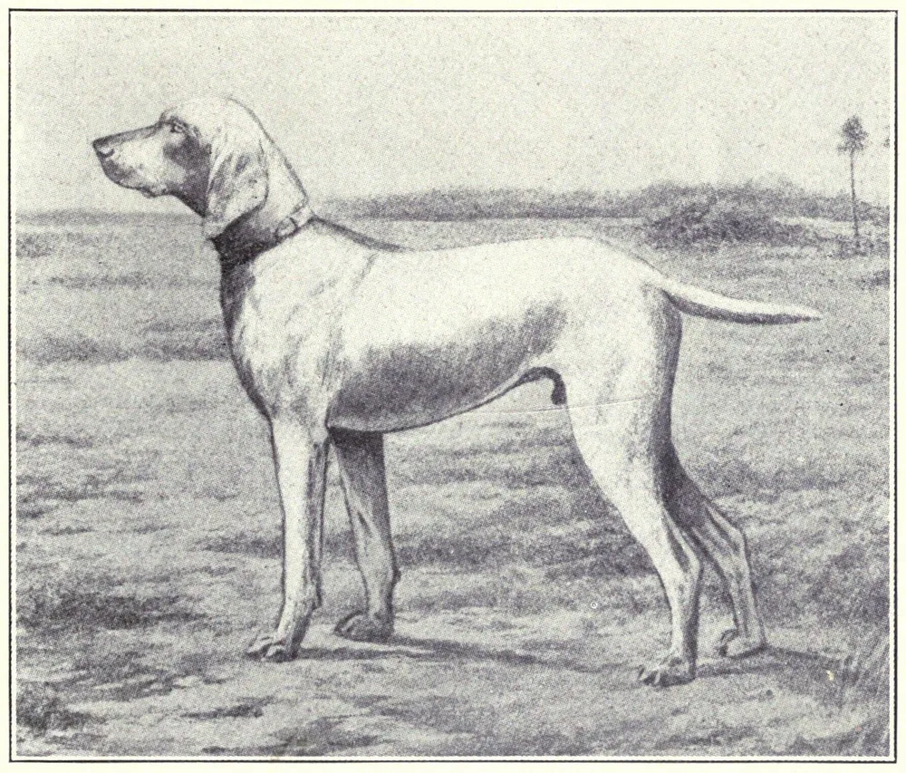 1915 illustration of a pale, long-eared pointer standing in profile in open country, captioned 'Pointer of Weimar'