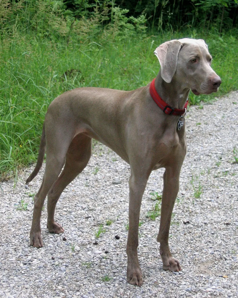 A two-year-old grey Weimaraner bitch standing on a gravel path