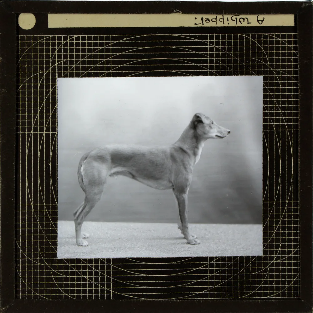 Early lantern-slide photograph of a Whippet standing in profile