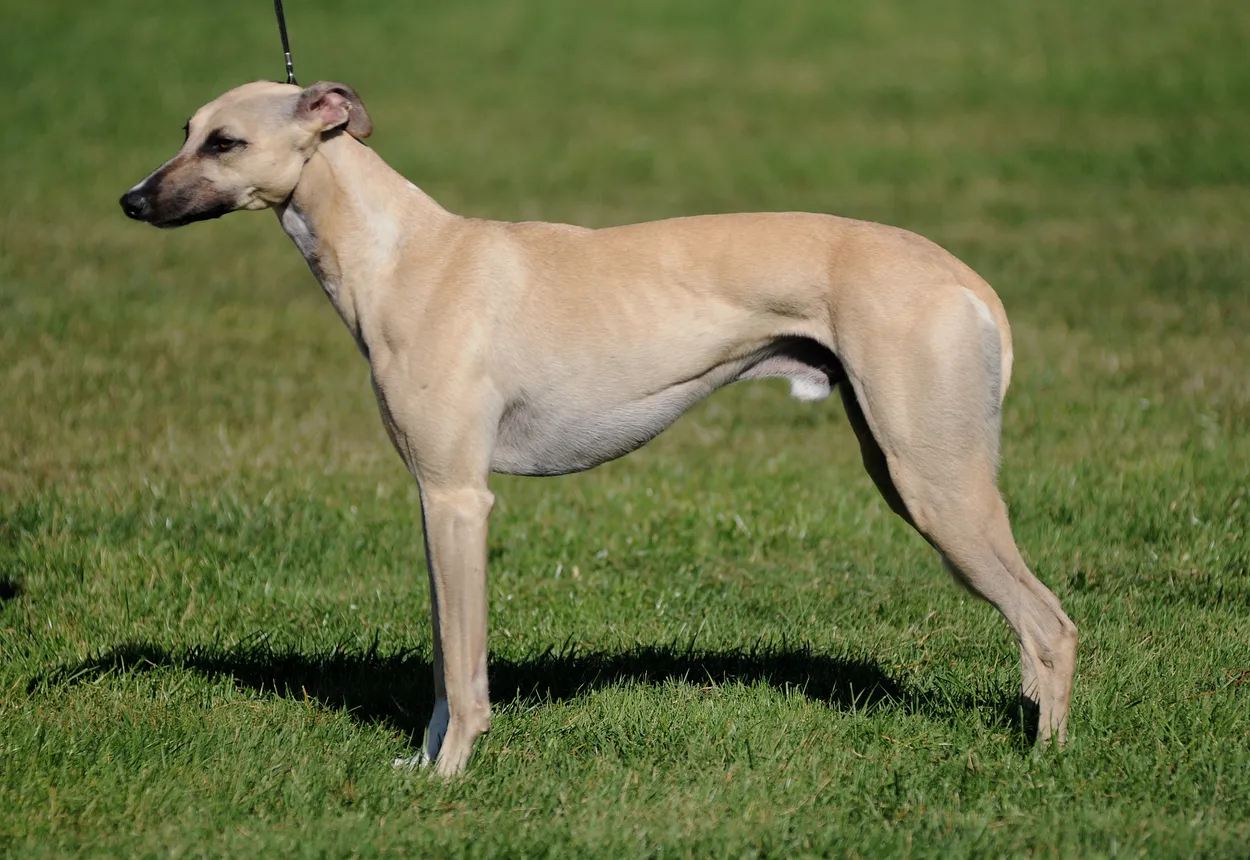 An adult fawn Whippet stacked side-on at a show: fine head, deep chest, arched loin and tucked-up belly