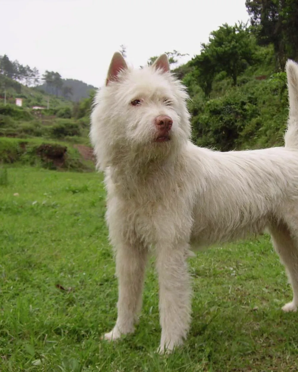 A white, wire-coated Xiasi Dog with a pink nose standing on a grassy hillside