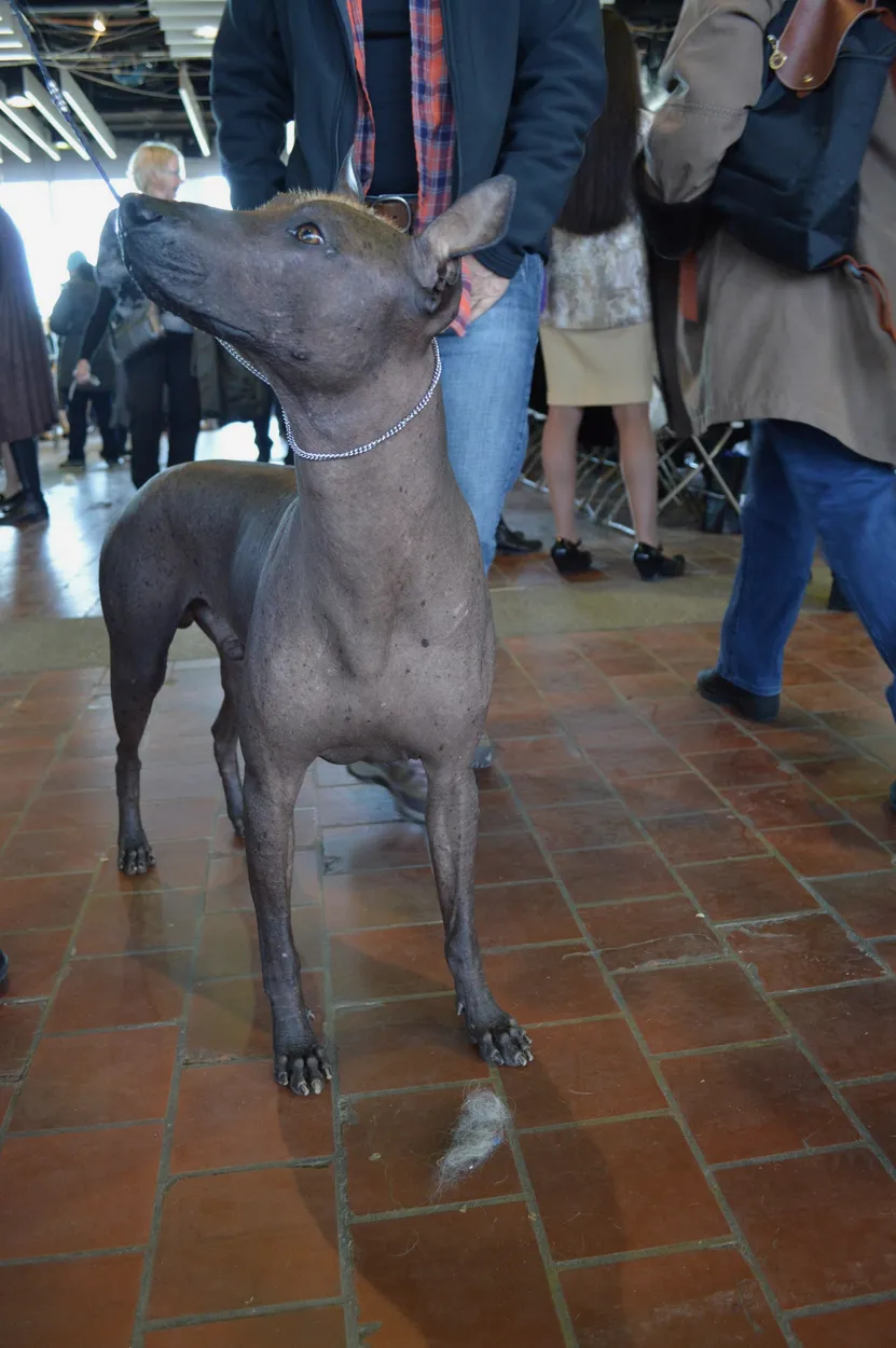 A slate-grey hairless Xoloitzcuintli standing at a dog show, its large upright ears fully visible
