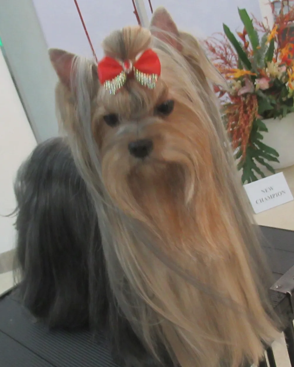 An adult Yorkshire Terrier champion in full show coat, with a steel-blue body, rich tan head furnishings and a topknot, standing at a dog show.